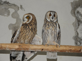 Смотреть фото Болотная сова Фото Болотная сова