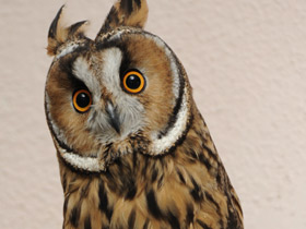 Ушастая сова Ушастая сова