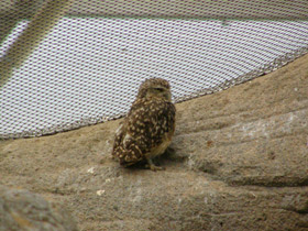 Смотреть фото Кроличий сыч Фото Кроличий сыч