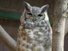 Смотреть фото Серый филин Фото Серый филин