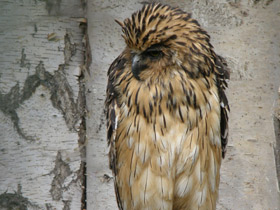 Смотреть фото Малайский рыбный филин Фото Малайский рыбный филин