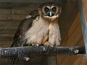 Смотреть фото Малайская неясыть Фото Малайская неясыть