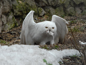 Смотреть фото Белая сова Фото Белая сова