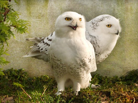 Белая сова Белая сова