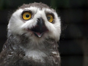 Смотреть фото Белая сова: крылья над тундрой Фото Белая сова: крылья над тундрой