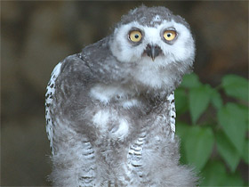 Белая сова Белая сова