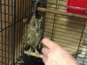 Смотреть фото Уссурийская совка Фото Уссурийская совка