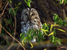 Смотреть фото Серая неясыть Фото Серая неясыть