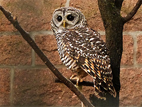 Смотреть фото Рыженогая неясыть Фото Рыженогая неясыть