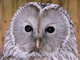 Смотреть фото Длиннохвостая неясыть Фото Длиннохвостая неясыть