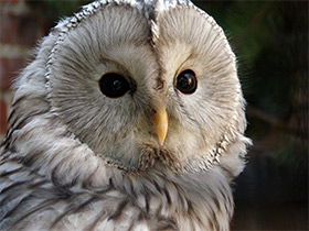 Смотреть фото Длиннохвостая неясыть Фото Длиннохвостая неясыть