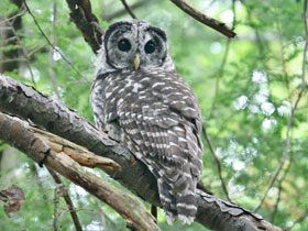 Смотреть фото Пёстрая неясыть Фото Пёстрая неясыть