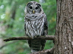 Смотреть фото Пёстрая неясыть Фото Пёстрая неясыть