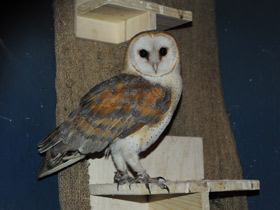 Смотреть фото Чья семья самая дружная? Самые верные животные Фото Чья семья самая дружная? Самые верные животные