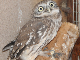 Смотреть фото Домовый сыч Фото Домовый сыч