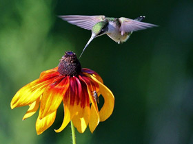 Смотреть фото Обыкновенный архилохус Фото Обыкновенный архилохус