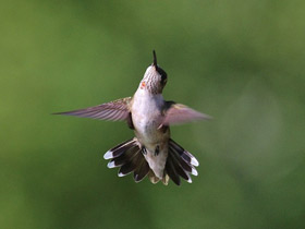 Смотреть фото Обыкновенный архилохус Фото Обыкновенный архилохус
