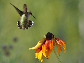 Смотреть фото Обыкновенный архилохус Фото Обыкновенный архилохус