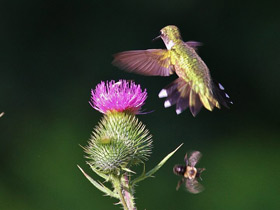 Смотреть фото Обыкновенный архилохус Фото Обыкновенный архилохус