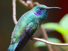 Фото Крошечный колибри