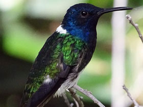 Смотреть фото Колибри-якобин Фото Колибри-якобин