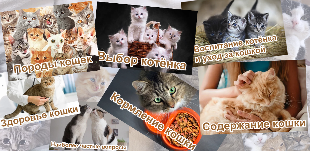 Мобильное приложение «Кошки. ЗООГАЛАКТИКА». Бесплатно и без рекламы.