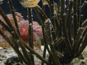 Смотреть фото Многощетинковые черви Фото Многощетинковые черви