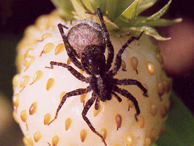 Смотреть фото Паук-волк Фото Паук-волк