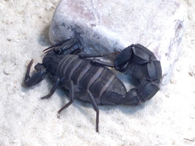 Смотреть фото Мавританский толстохвостый скорпион Фото Мавританский толстохвостый скорпион