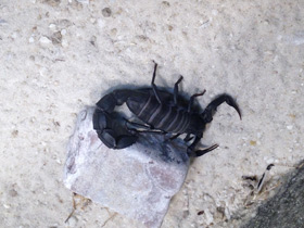 Смотреть фото Мавританский толстохвостый скорпион Фото Мавританский толстохвостый скорпион