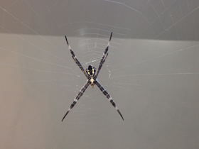 Смотреть фото Осовидная агриопа Фото Осовидная агриопа