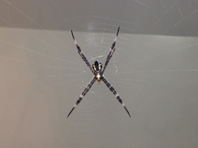 Смотреть фото Осовидная агриопа Фото Осовидная агриопа