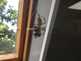 Смотреть фото Осовидная агриопа Фото Осовидная агриопа