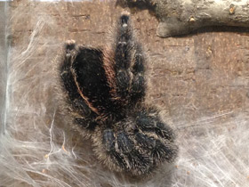 Смотреть фото Манаусская авикулярия Фото Манаусская авикулярия