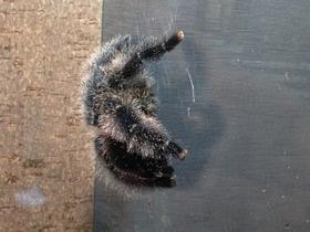 Смотреть фото Манаусская авикулярия Фото Манаусская авикулярия