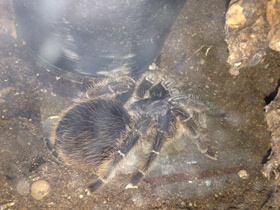 Смотреть фото Кудрявый птицеед Фото Кудрявый птицеед