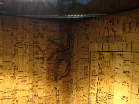 Смотреть фото Американский странствующий паук Фото Американский странствующий паук