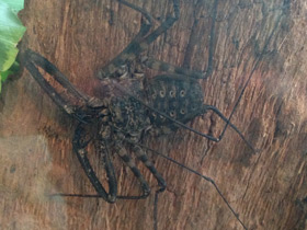 Смотреть фото Фрины Фото Фрины