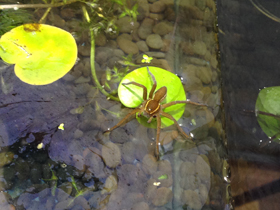 Смотреть фото Каёмчатый охотник Фото Каёмчатый охотник