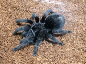 Фото Чёрная граммостола