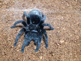 Фото Чёрная граммостола