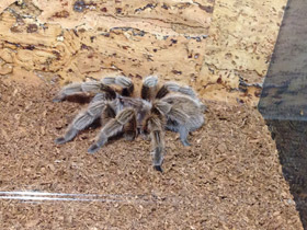 Фото Розовая граммостола