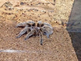 Фото Розовая граммостола