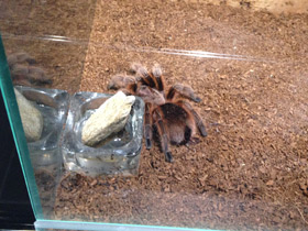 Фото Розовая граммостола