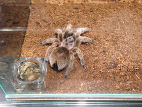 Фото Розовая граммостола