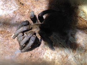 Смотреть фото Кобальтовый птицеед Фото Кобальтовый птицеед