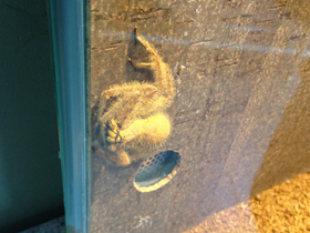 Смотреть фото Гетеропода Дэвидбоуи Фото Гетеропода Дэвидбоуи