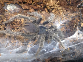 Смотреть фото Золотистый социальный птицеед Фото Золотистый социальный птицеед