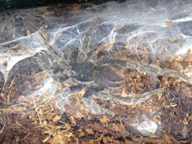 Смотреть фото Золотистый социальный птицеед Фото Золотистый социальный птицеед