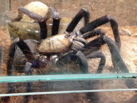 Смотреть фото Сингапурский фиолетовый птицеед Фото Сингапурский фиолетовый птицеед